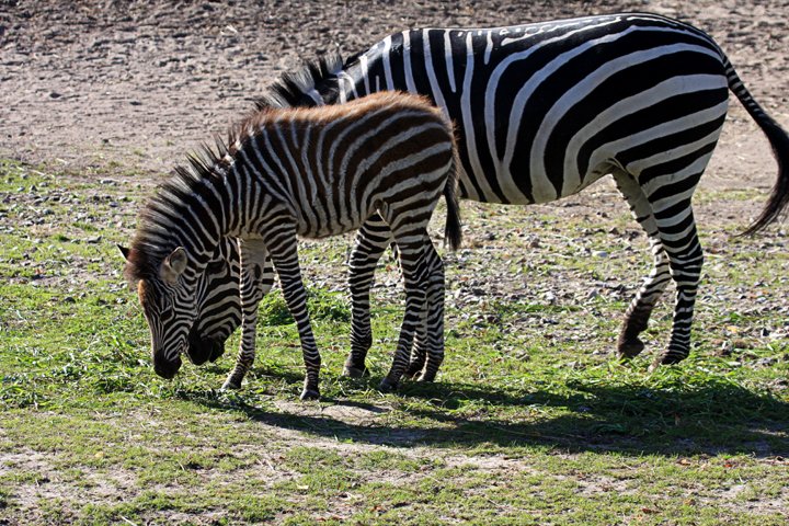 zebra IMG_8679.jpg - Grant’s Zebra (Equus burchelli boehmi)  Zebra med føl
