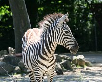 Zebra IMG_0156