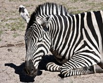 Zebra IMG_2153