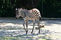 Zebra foel 2