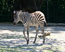 Zebra foel IMG_0148