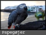 papegøje