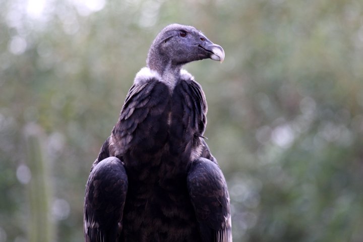 Andeskondor IMG_2269.jpg - Andeskondor (Vultur gryphus)