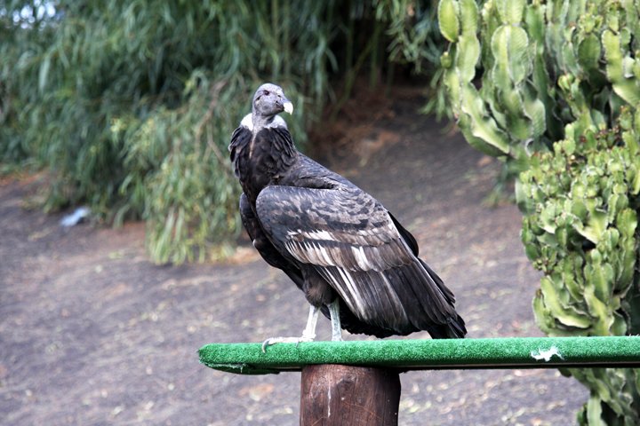Andeskondor IMG_2272.jpg - Andeskondor (Vultur gryphus)
