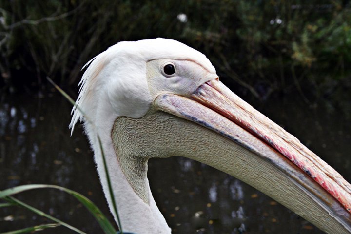 Hvidpelikan IMG_6762.jpg - Hvid pelikan (Pelecanus onocrotalus)