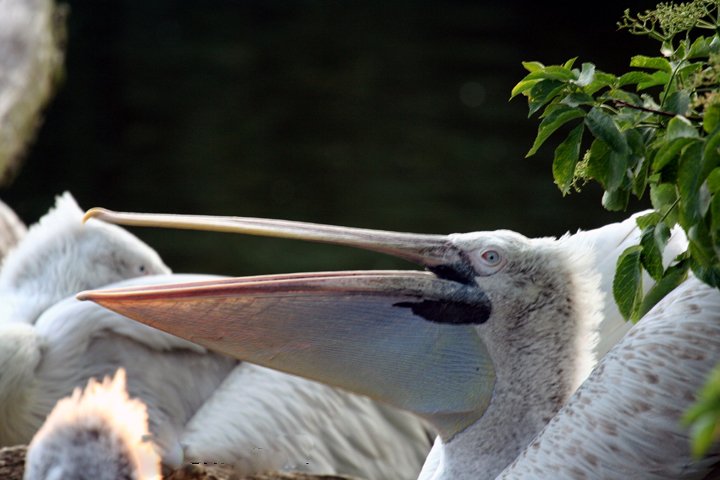 hvidpelikan  IMG_0774.jpg - Hvid pelikan (Pelecanus onocrotalus)
