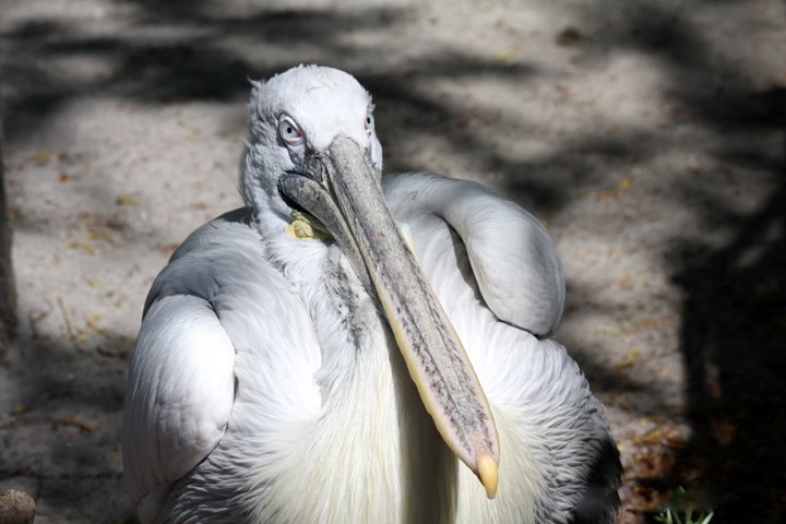 hvidpelikan  IMG_2232.jpg - Hvid pelikan (Pelecanus onocrotalus)
