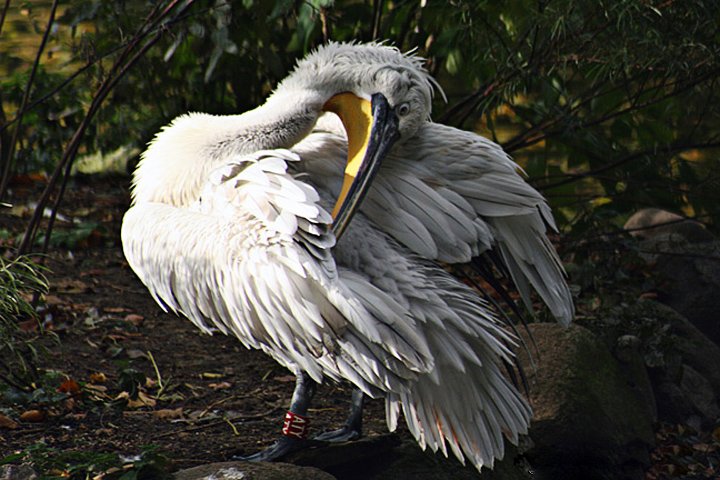 hvidpelikan  IMG_7524.jpg - Hvid pelikan (Pelecanus onocrotalus)