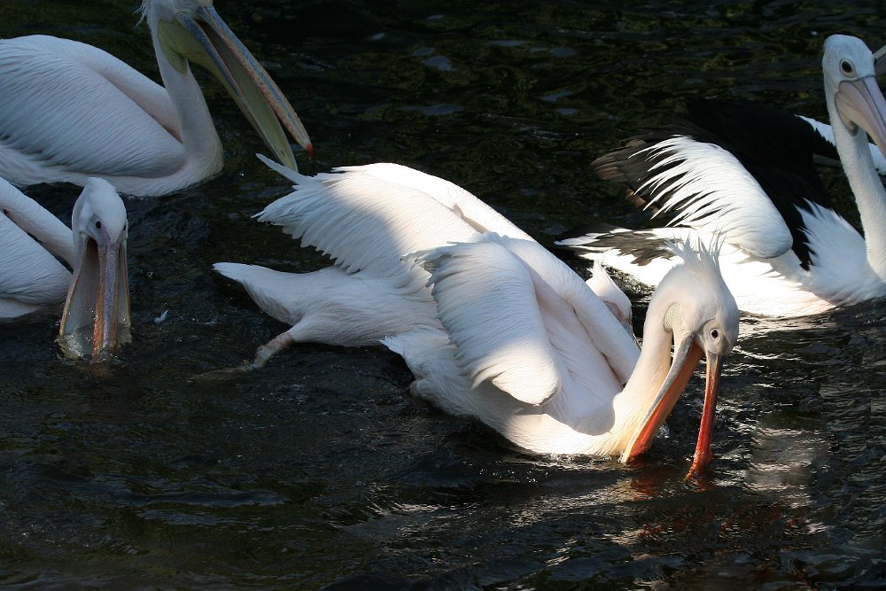 hvidpelikan IMG_1619.jpg - Hvid pelikan (Pelecanus onocrotalus)