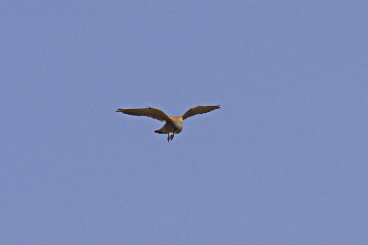 Taarnfalk IMG_0968.jpg - Tårnfalk (Falco tinnunculus)