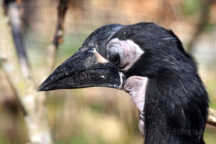 Abessinsk hornravn.jpg - Abessinsk hornravn (Bucorvus abyssinicus)