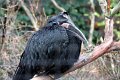 Abessinsk hornravn 1