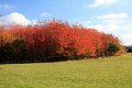 efteraarsfaver IMG_7184
