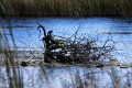 porsemosen IMG_6983