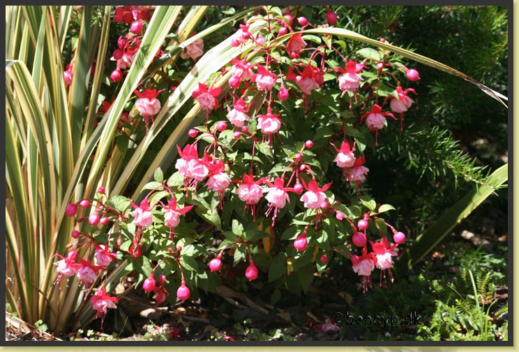 Fuchsia