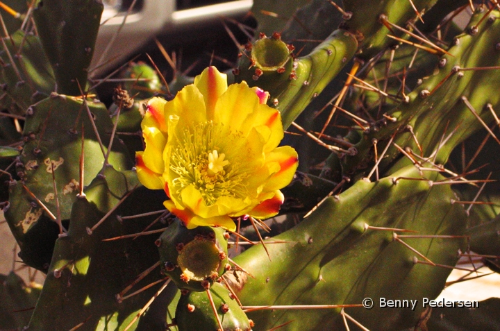 Hamatocactus.jpg - Hamatocatus