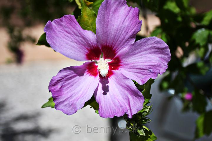 Hibiscus1.jpg - Hibiscus