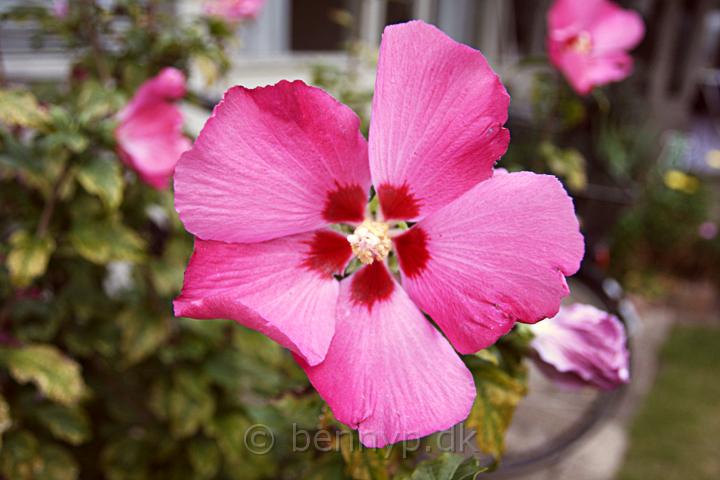 Hibiscus2.jpg - Have Hibiscus