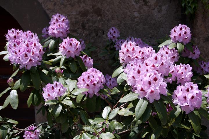 IMG_8040.jpg - Rododendron Blue Peter