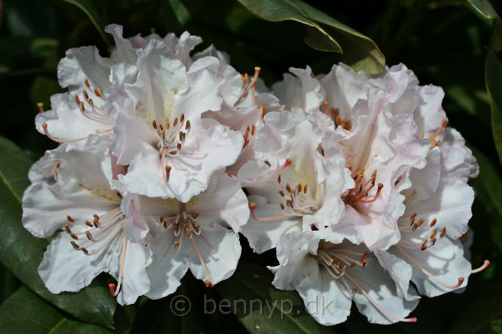 Rododendron.jpg - Rododendron Cunninghams White