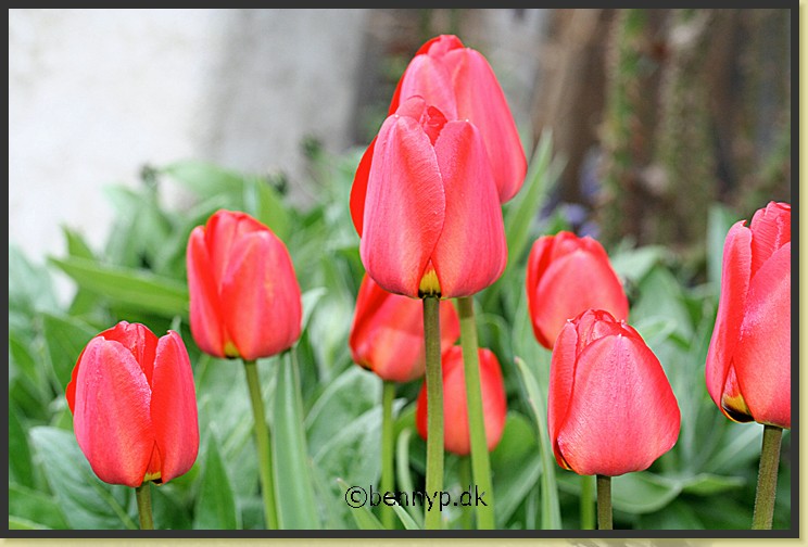 Tulipaner