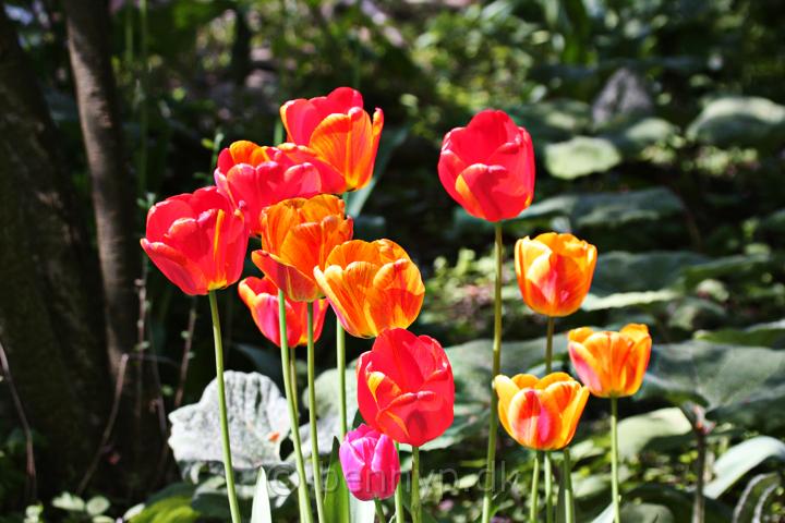 Tulipaner1.jpg - Tulipaner