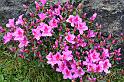 Azalea * 720 x 480 * (312KB)
