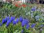 Blomsterbed * 648 x 486 * (138KB)
