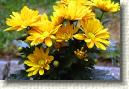 Chrysantemum * 648 x 432 * (151KB)