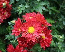 Chrysanthemum IMG_8910