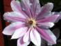 Clematis * 648 x 486 * (80KB)