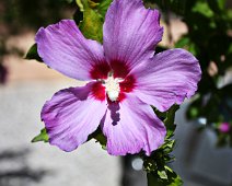 Hibiscus syriacus Marina IMG_2814