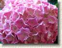 Hortensia * 648 x 486 * (79KB)