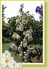 Palmelilje * 444 x 720 * (205KB)