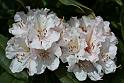 Rododendron