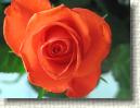 Rose * 648 x 486 * (48KB)