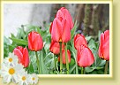 Tulipaner * 648 x 486 * (163KB)