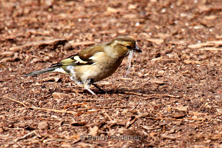 Bogfinke 2.jpg - Bogfinke (Fringilla coelebs)