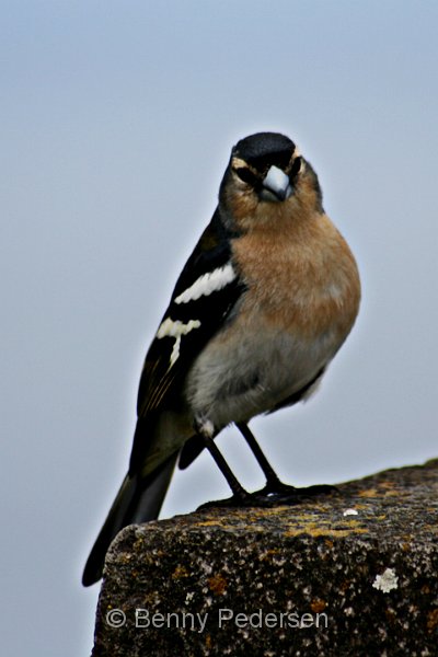 Bogfinke 3.jpg - Bogfinke  (Fringilla coelebs)