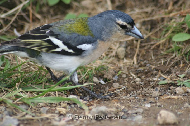 Bogfinke hun.jpg - Bogfinke (Fringilla coelebs) hun