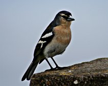 Bogfinke IMG_8695