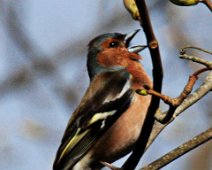 bogfinke IMG_3966