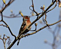 bogfinke IMG_3969