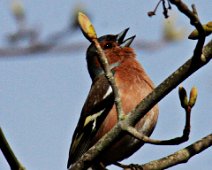 bogfinke IMG_3971