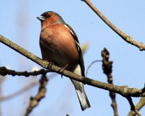 bogfinke IMG_3972