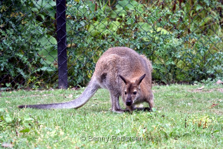 Brunhalset  Kaenguru 1.jpg - Brunhalset  Kænguru (Macropus rufogriseus)