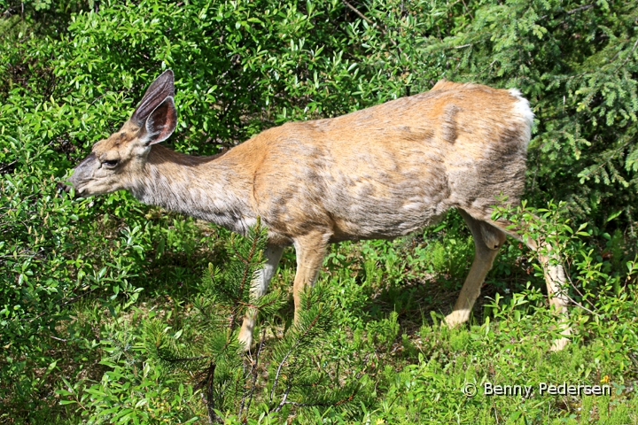 Hjort.jpg - Hjort  (Mule Deer)