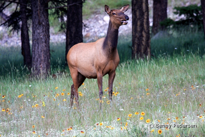 Hjort1.jpg - Hjort  (Wapiti)