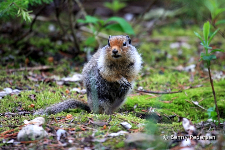 Jordegern.jpg - Columbian Ground Squirrel