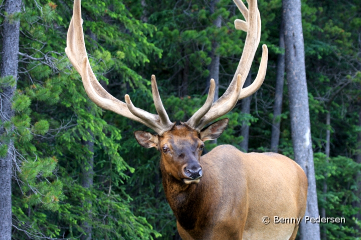 Kronhjort.jpg - Kronhjort  (Wapiti)